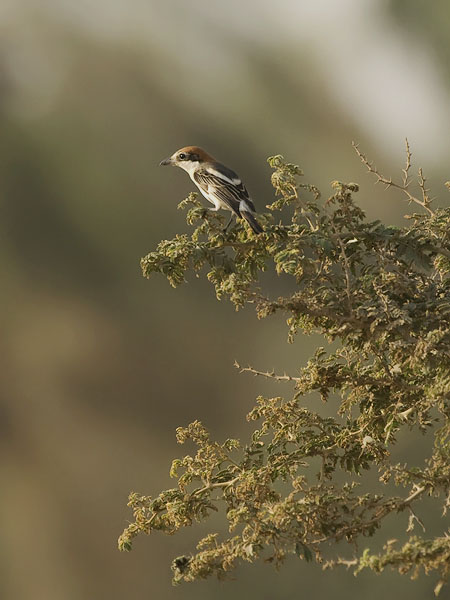 Punapäälepinkäinen, Woodchat Shrike, Lanius senator